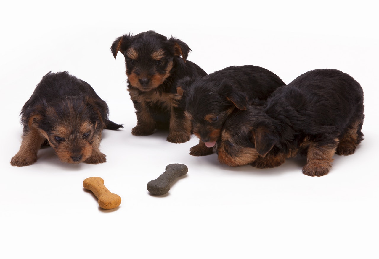 The Village Pet Shop From Puppies to Dog Food